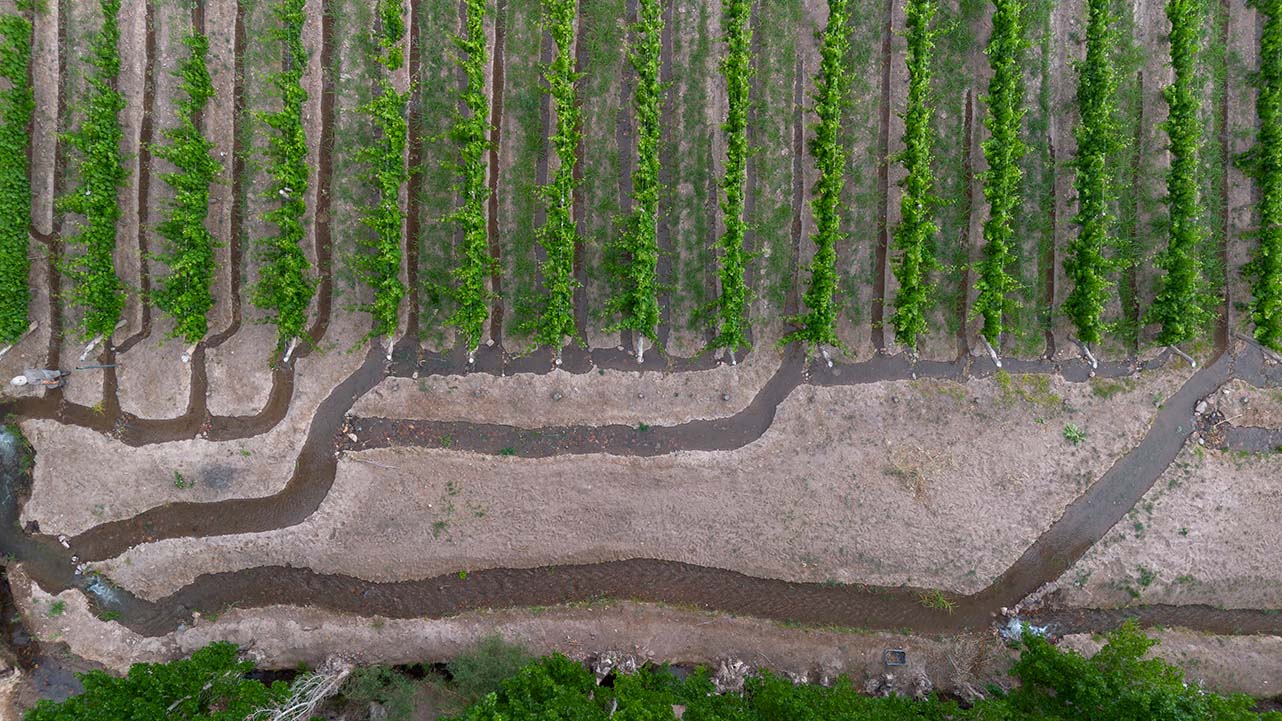 Viñedos y riego